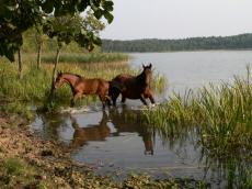 TERESA � ��������� ����� �������� ��������� ���� � ������ ������