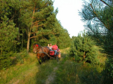 TERESA � ��������� ����� �������� ��������� ���� � ������ ������